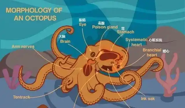 深海章鱼有哪些鲜为人知的特殊之处最奇葩的是它们的繁殖方式