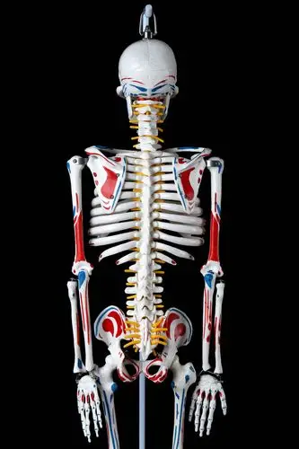 85cm人体骨骼带神经带椎间盘模型 骨架附肌肉起止点着色模型 神经