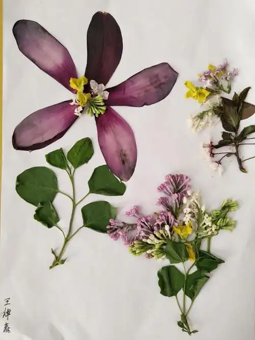 植物标本之花之语