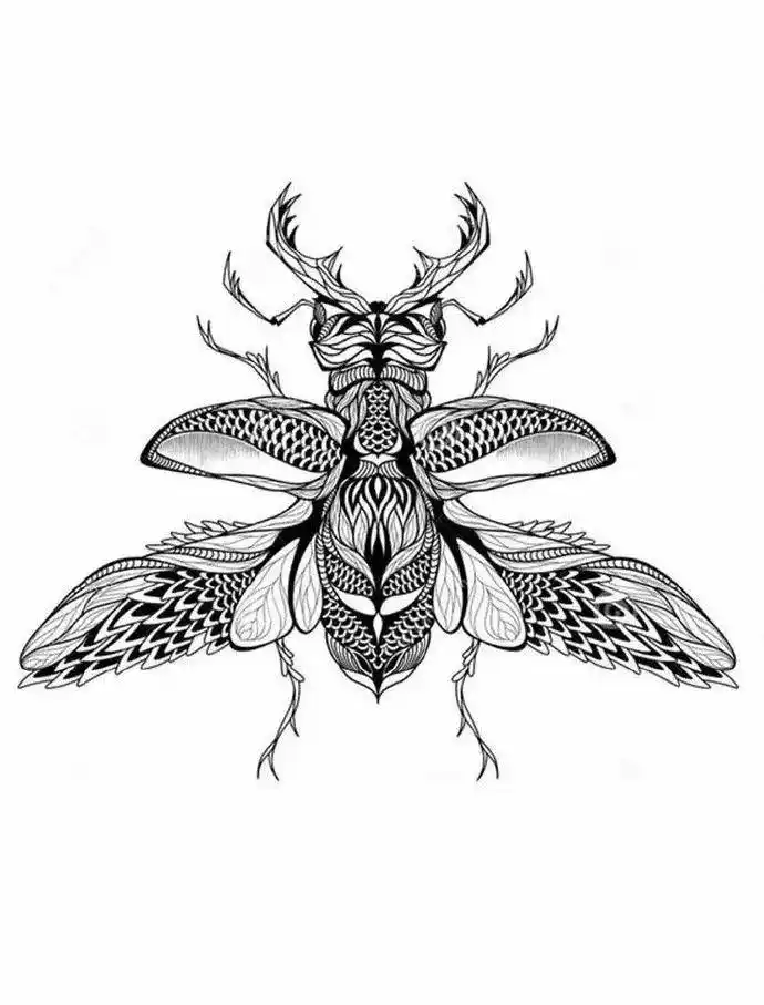 这样画昆虫,提高你的线描装饰能力