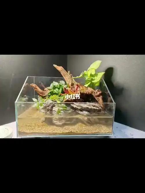 定制沉木角蛙水陆造景缸