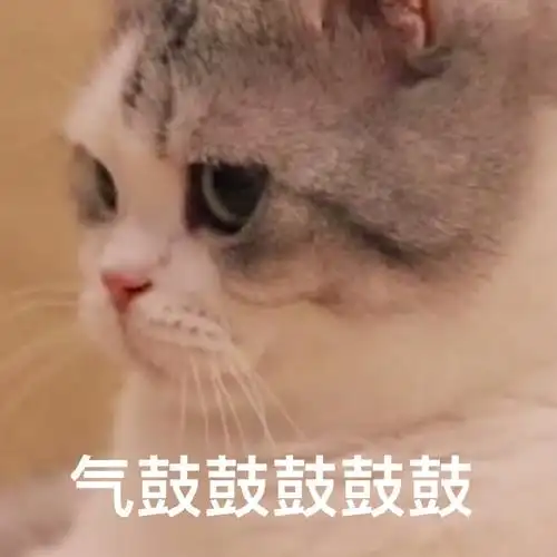 萌宠 喵星人 气鼓鼓 生气 搞怪 逗