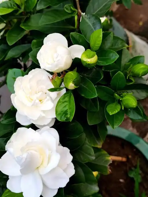 大花栀子 满树芳香