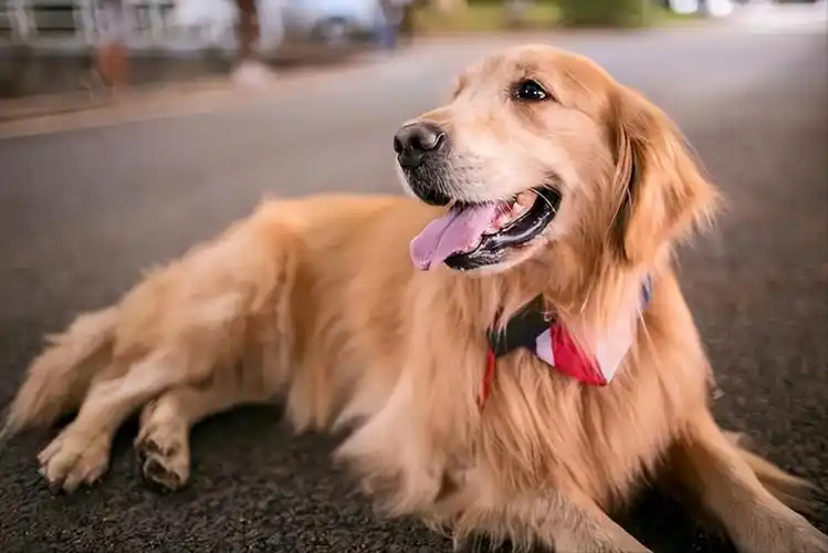 饲养金毛需要注意什么?(新手养金毛的注意事项)