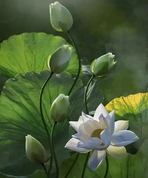 唯美图片意境风景荷花