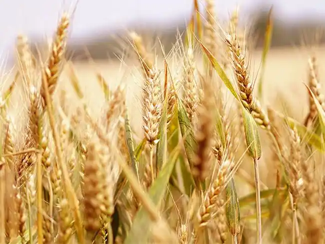 小麦高清图片素材,主题为小麦,可用作小麦图片,成熟的麦子,麦子图片