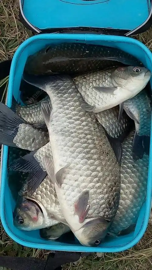 钓鱼真的有瘾吗?我不觉得