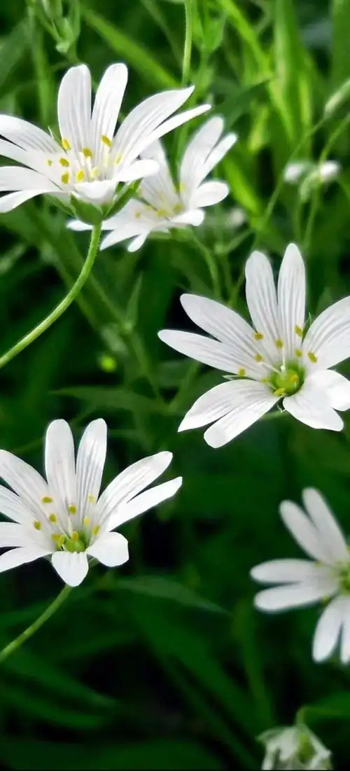 《美妙大自然》护眼手机壁纸