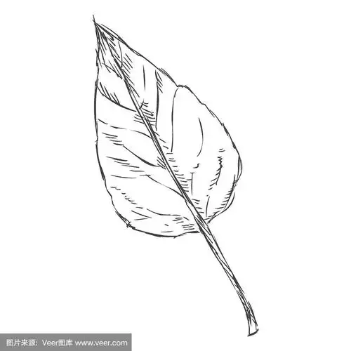 杨树叶矢量单素描