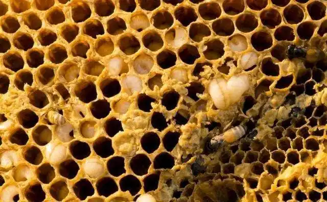 怎么判断中蜂有没有得巢虫?主要观察这六点