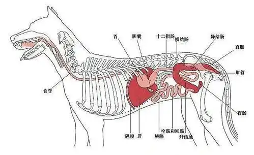 四节课学会狗狗营养学-脂肪篇