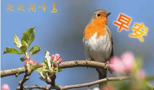 暖心的早上好动态表情图片早上好祝福问候语图片鲜花带字