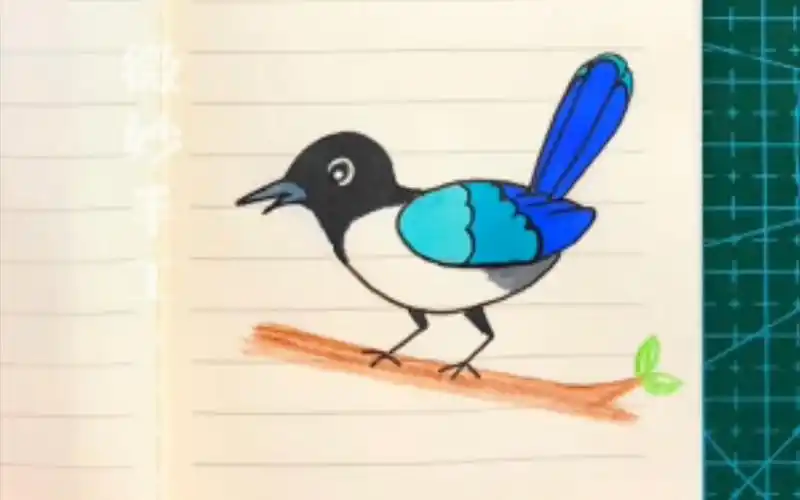 每日一画(112)简笔画喜鹊