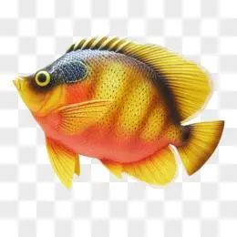 金色鱼图片素材_免费金色鱼png设计图片大全_图精灵