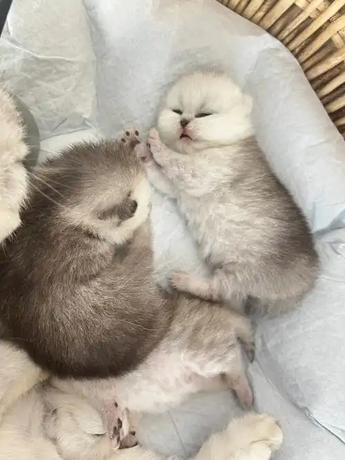 银渐层和金渐层生出来的宝宝是什么