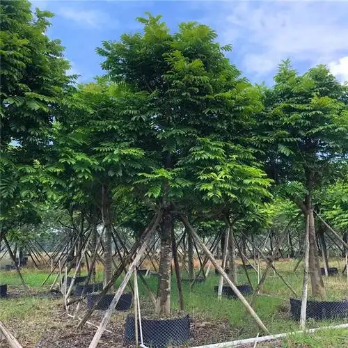 仁面子 人面子是优良的"四旁"和庭园绿化树种,也是