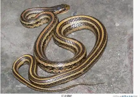 擅长:花鸟鱼虫宠物 向ta提问私信ta  展开全部 或许是福清白环蛇,可以