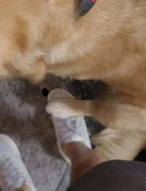 汉堡女士就昨日踩我脚之事向我道歉了