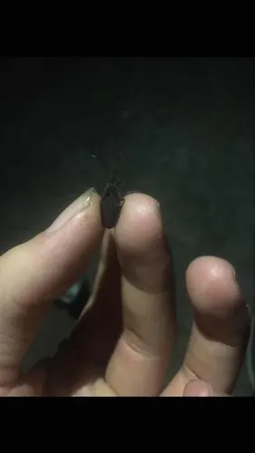 这是什么虫子?咬人吸血的