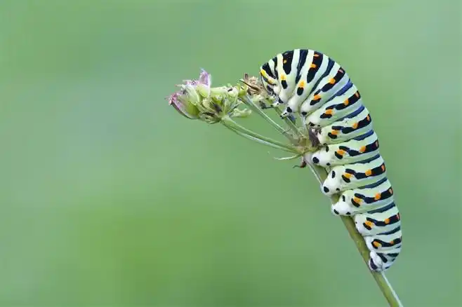 可爱毛毛虫昆虫特写