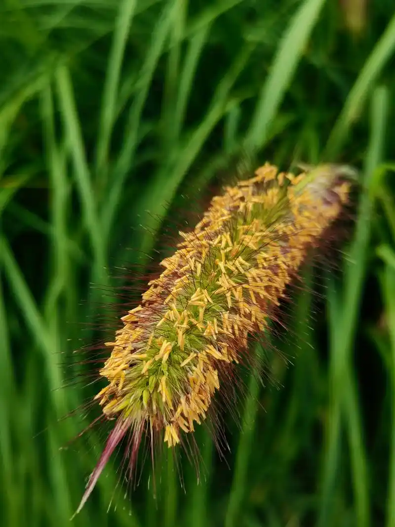 野火烧不尽 春风吹又生——狼尾草  禾本科狼尾草属多年生植物,病虫害