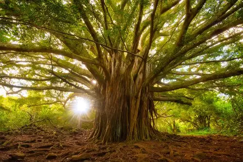 根深叶茂的长者静静的等待这日落西沉.