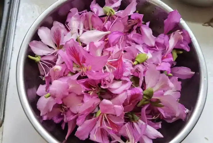 玉荷花炒土豆泥金雀花煎鸡蛋大白杜鹃花炒豆米都是春天的滋味