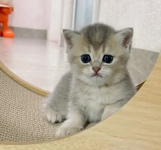 喜欢的可以关注,明天就发出来啦#蓝金渐层  #金渐层  #小奶猫  #南宁