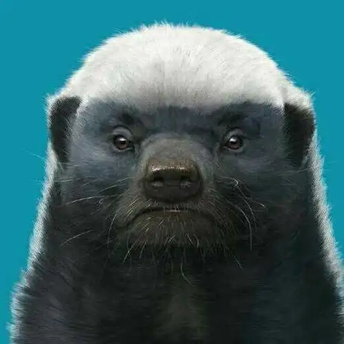 蜜獾能有多蛮多横?