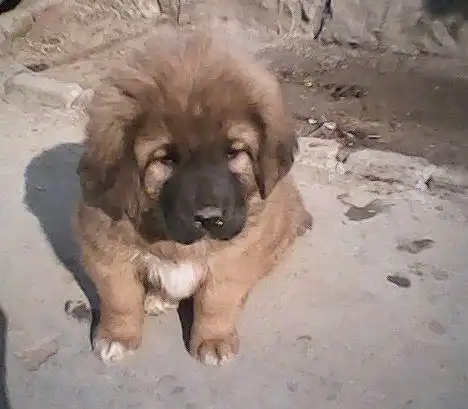 怎么样分别45天小藏獒是虎头还是狮头,谢谢