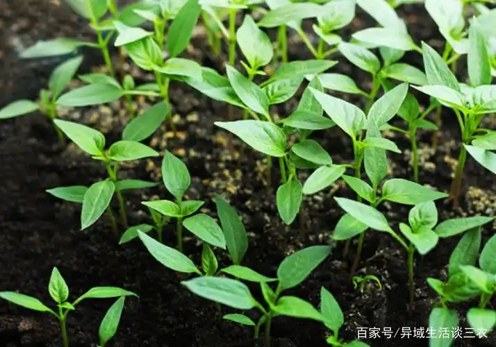 甜椒苗