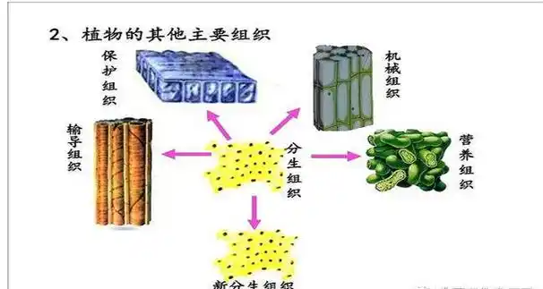 扁平式组织结构有以下优缺点: 扁平形式组织的优点是:由于层次少,信息