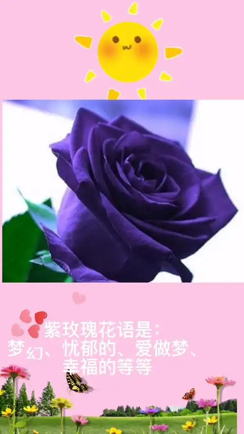 紫玫瑰的花语是什么?