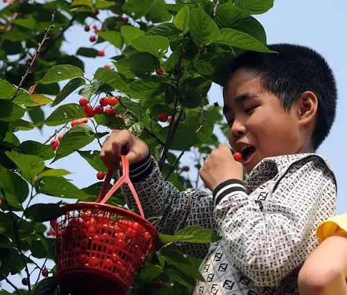 "樱桃经济"送富到乡村