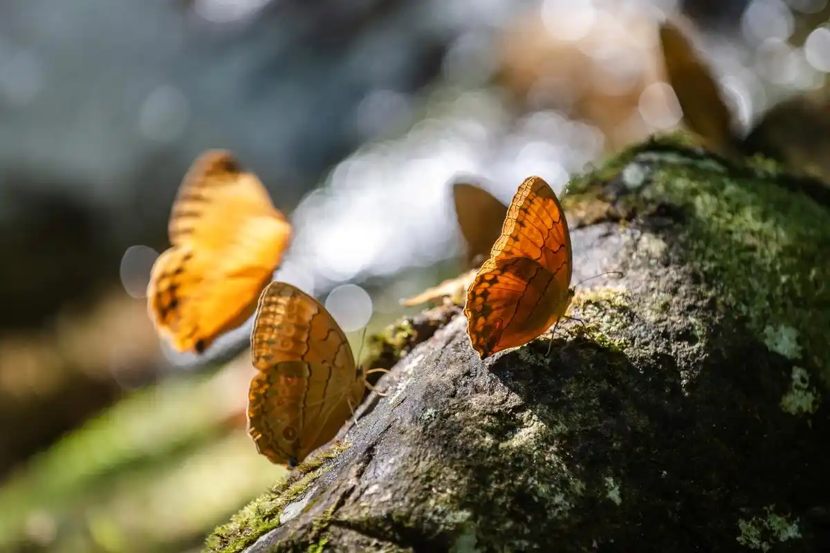 15亿只云南金平迎10年来最大规模蝴蝶大爆发