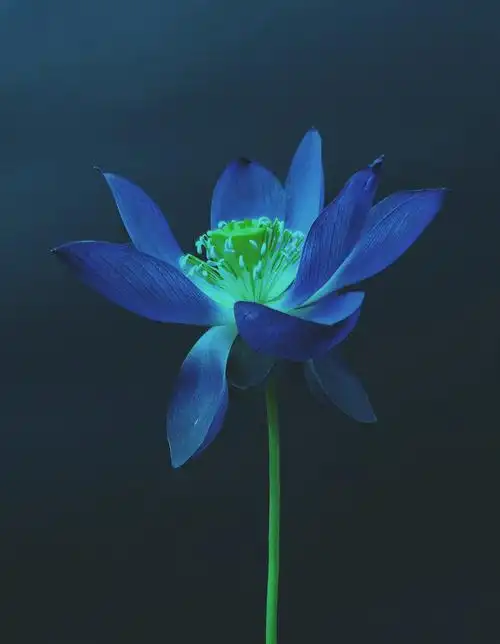 932_1200竖版 竖屏