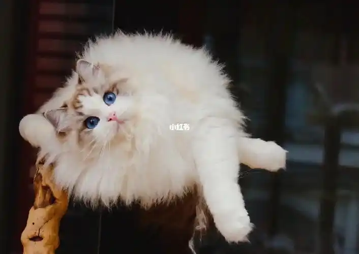 冬天的你们真的赏心悦目#布偶猫  #布偶猫舍  #布偶猫找家  #布偶猫