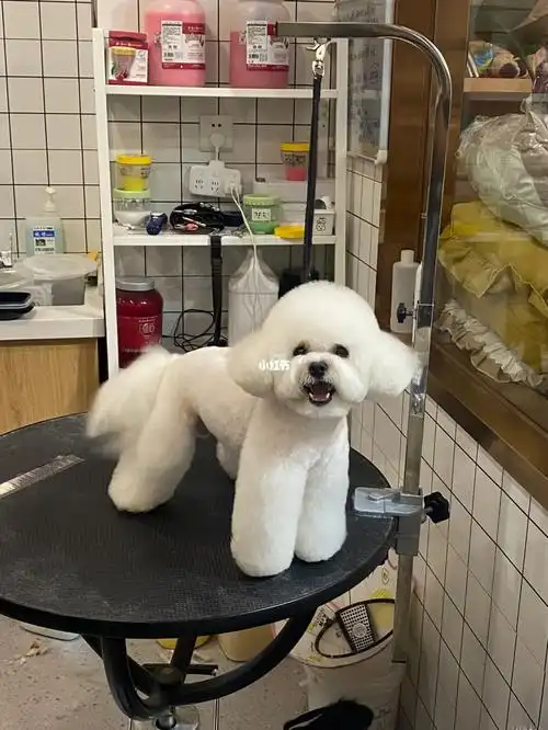 鞍山一家宠物店