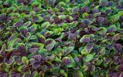 炒不熟的红苋菜能吃吗