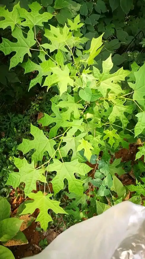 端午#八角枫即瓜木