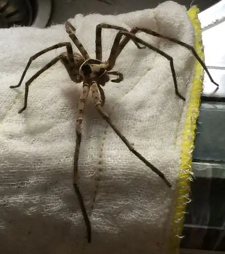 有知道这什么蜘蛛吗?有大人巴掌那么大好恐怖!有毒吗