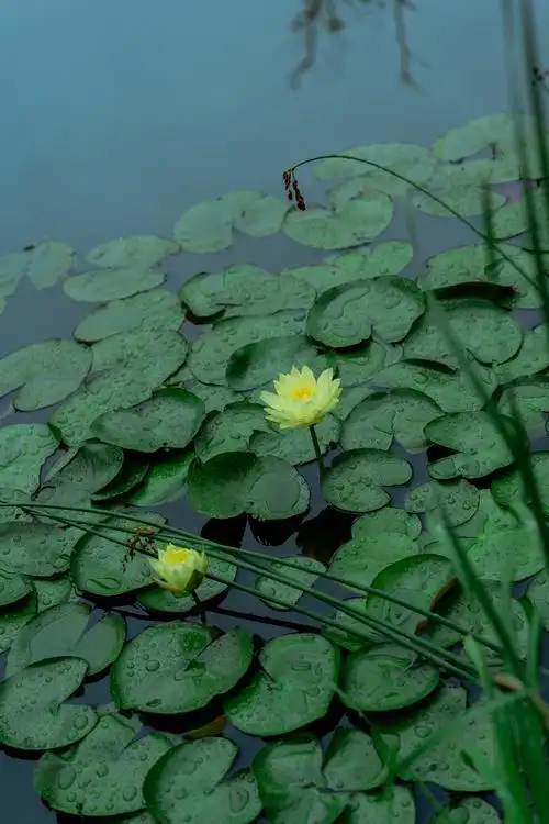 摄影分享|初夏的下雨天