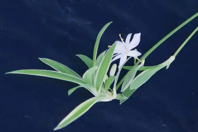 金边吊兰开花了