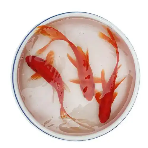 金鱼活体观赏鱼大红招财易养冷水鱼锦鲤鱼苗饲料鱼