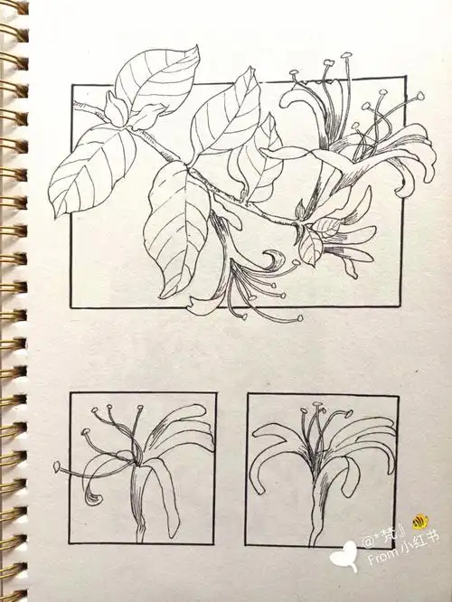 线描控笔17金银花