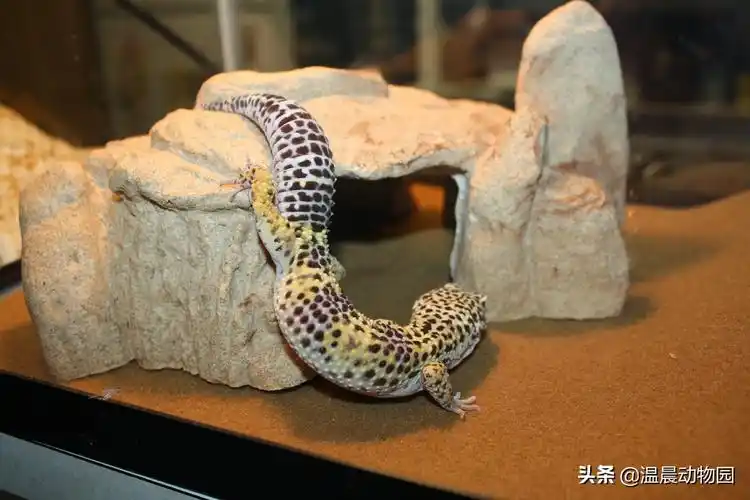 虽然从豹纹守宫生存角度来说,它们的饲养箱内不太需要没有实质作用的