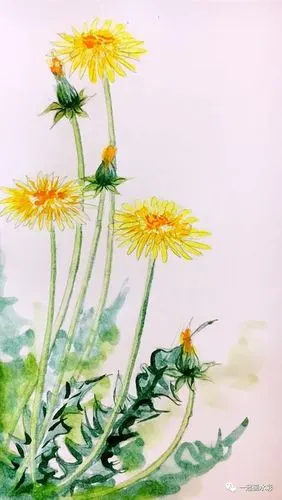 一起画水彩蒲公英的约定