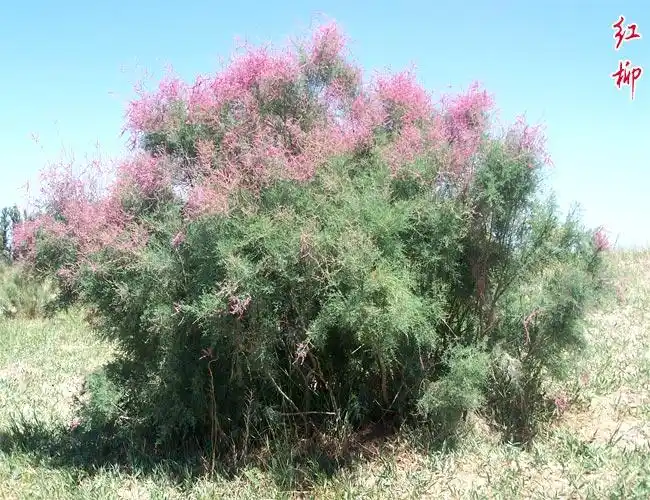 红柳,又名柽柳,多枝柽柳,拉丁文名:tamarix ramosissima.