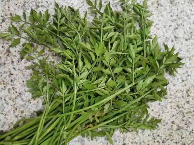 这个是水芹菜还是毒芹菜