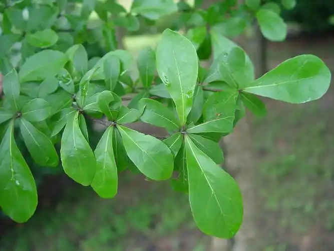 小叶榄仁供应商报价